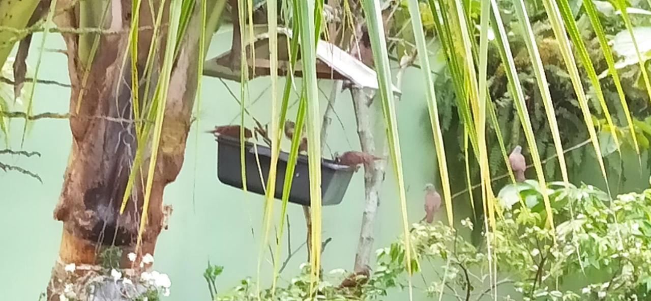 Paraiso Aconchegante Casa Espacosa E Muito Verde Caraguatatuba Exterior foto